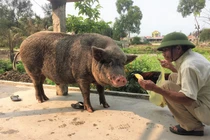 Top chuyện lạ độc ở Việt Nam gây tò mò nhất 2019