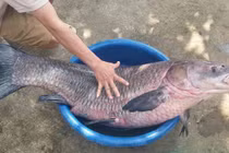 Cá trắm "khủng" nặng 33kg, dài gần 1m sa lưới dân Thanh Hóa