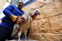 Kền kền lạc đường, bị ngồi tù do nghi là gián điệp