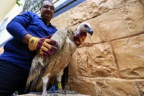 Kền kền lạc đường, bị ngồi tù do nghi là gián điệp