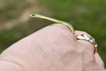 Giải mã những "án oan" có "1-0-2" của động vật