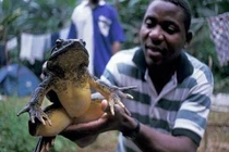 Ếch khổng lồ, to ngang đứa trẻ, sống "dị" ở 2 môi trường