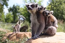 "Càng nhìn càng yêu" tình mẫu tử ấm áp các loài động vật