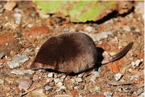 Khám phá sửng sốt những kỷ lục kỳ lạ thế giới ĐV