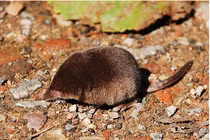 Khám phá sửng sốt những kỷ lục kỳ lạ thế giới ĐV