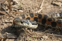 Loài rắn chỉ chăm chăm rình trộm nọc độc, hút về mình