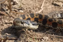 Loài rắn chỉ chăm chăm rình trộm nọc độc, hút về mình