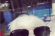 Phát “hờn” chó nhà sống như đại gia, đi siêu xe, xài hàng hiệu...