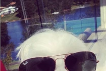 Phát “hờn” chó nhà sống như đại gia, đi siêu xe, xài hàng hiệu...