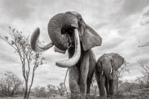 Ảnh hiếm "nữ hoàng" voi có ngà khổng lồ