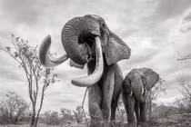 Ảnh hiếm "nữ hoàng" voi có ngà khổng lồ