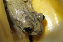 Hành trình hơn 8.000 km sang Anh gây choáng của 1 chú ếch