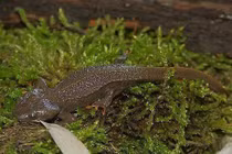 Quý hiếm “cá có chân” chỉ có ở Việt Nam vừa được Đức bàn giao 