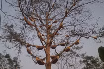 Bí ẩn cây gạo 40 tuổi có gần 40 đàn ong về làm tổ