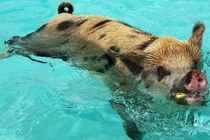 Tận mắt lợn có thể bơi "nhoay nhoáy" như cá