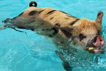 Tận mắt lợn có thể bơi "nhoay nhoáy" như cá