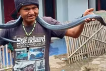 Kinh dị trăn giết chết chủ theo cách vô cùng đáng sợ