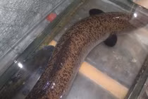 Cá lệch "khủng" 20kg sa lưới ngư dân sông Lam Nghệ An