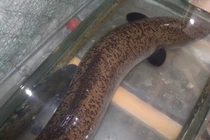 Cá lệch "khủng" 20kg sa lưới ngư dân sông Lam Nghệ An