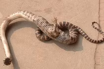 Rắn 2 đầu chuyện nhỏ, còn loài rắn biến dị "quái" hơn