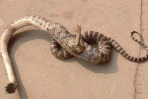 Rắn 2 đầu chuyện nhỏ, còn loài rắn biến dị "quái" hơn