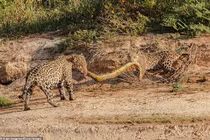 Kịch tính mẹ con báo đốm "kéo co" xác trăn lớn