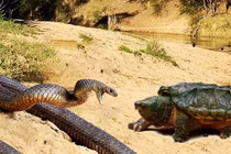 Choáng rắn bị xơi tái bởi đối thủ chẳng ai tưởng tượng nổi