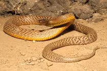 Những loài mãng xà “khủng” nhất hành tinh