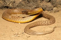 Những loài mãng xà “khủng” nhất hành tinh