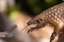 Những khả năng cực dị của động vật ai cũng kinh ngạc