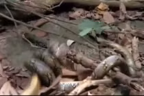 Hổ mang chúa gây chiến trăn vua, bị siết nghẹt thở và bất ngờ