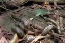 Hổ mang chúa gây chiến trăn vua, bị siết nghẹt thở và bất ngờ