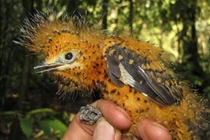 "Bóc mẽ" loạt chiêu trò tài tình của những động vật thông minh