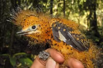 "Bóc mẽ" loạt chiêu trò tài tình của những động vật thông minh