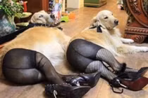 Biểu cảm “khó đỡ” của động vật làm bạn cười "mỏi mồm"