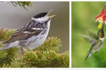 Loài chim có khả năng "dị": Ăn gấp đôi trọng lượng cơ thể