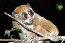 Độc đáo loài cu li "cù lần" nguy cơ tuyệt chủng ở Việt Nam