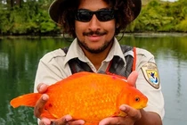 Bắt được cá vàng khổng lồ hơn 35 cm ở nơi khó tin