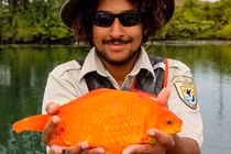 Bắt được cá vàng khổng lồ hơn 35 cm ở nơi khó tin