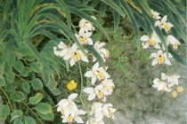 Mẫu tranh phong thủy mang tài lộc, hút vận may