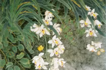 Mẫu tranh phong thủy mang tài lộc, hút vận may