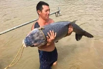 Chiêm ngưỡng cá trắm “khủng” 1,2m dính lưới ngư dân Yên Bái