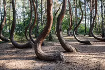 Loạt đồn đoán bí ẩn về rừng cây bị “bẻ cong” ở Ba Lan