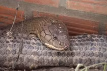 Bộ Nông nghiệp nói gì về cặp rắn "khủng" núi Cấm?