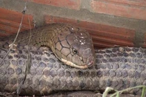 Bộ Nông nghiệp nói gì về cặp rắn "khủng" núi Cấm?