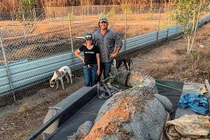 Bắt được cá sấu khổng lồ hơn 5m, siêu hung dữ