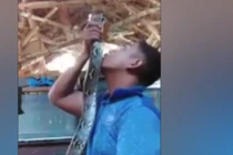 Hãi hùng rắn “bổ đầu” thanh niên “cứng” vì dám đùa dai