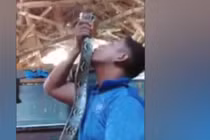 Hãi hùng rắn “bổ đầu” thanh niên “cứng” vì dám đùa dai