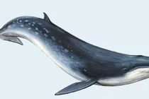 Thiên đường Kỳ Co, Quy Nhơn "phát sốt" vì cá voi xuất hiện