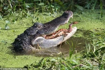 Rắn vùng vẫy trong hàm cá sấu đói và kết nghẹt thở